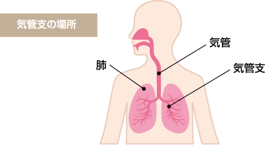 気管支の場所 気管、気管支、肺の場所を表した画像